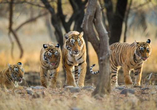 RANTHAMBORE